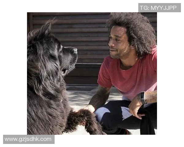 狗子足球明星名字大全及其背后的故事与成就解析